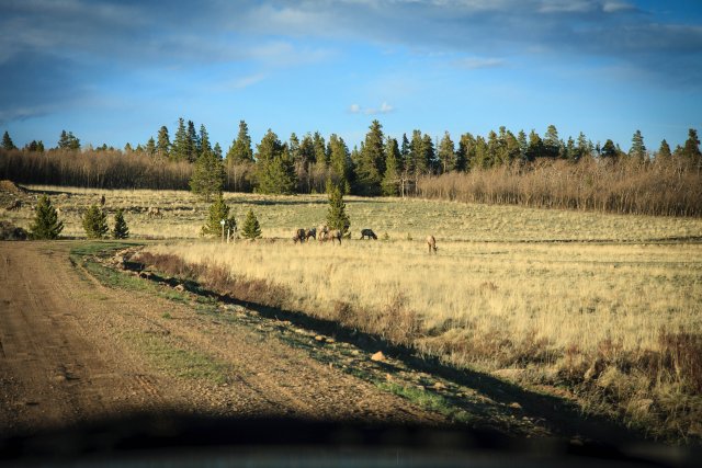 Elk near the cabin